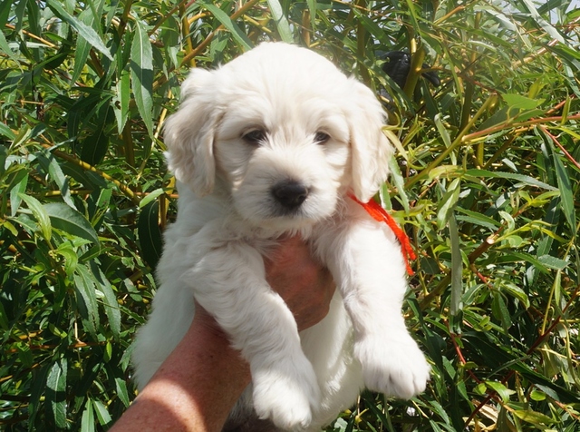 Goldendoodle WildeHilde 6 w Goldendoodle WildeHilde 6 w